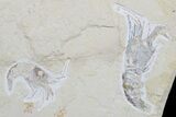 Cretaceous Sawfish-Like Ray (Libanopritis) With Shrimp - Lebanon #186191-4